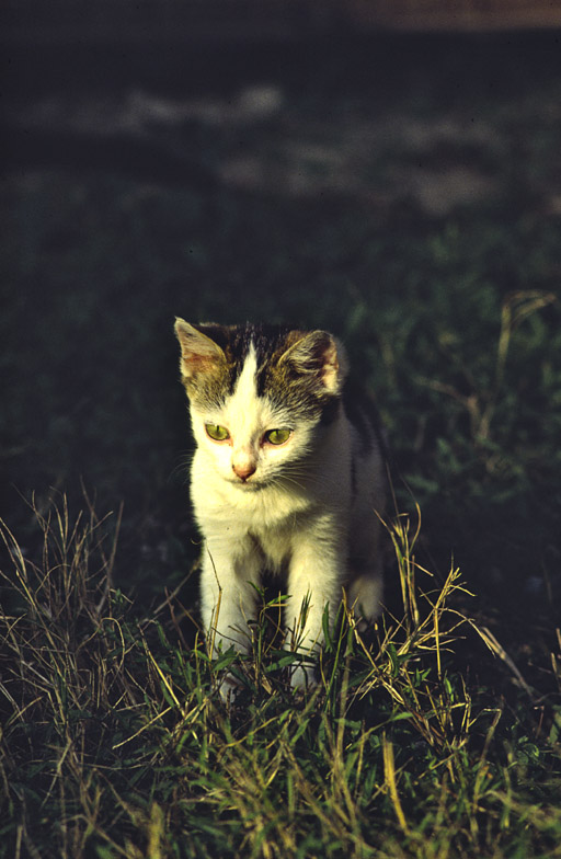 gattino
