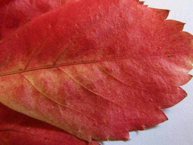 macrofoglia