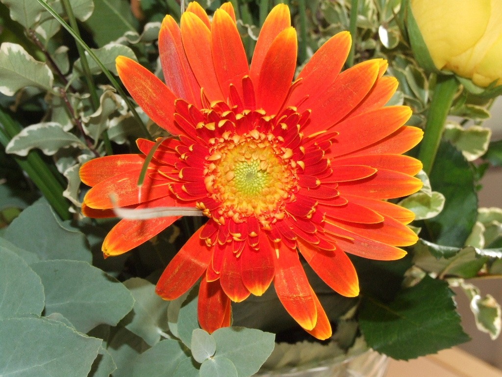 Fiore