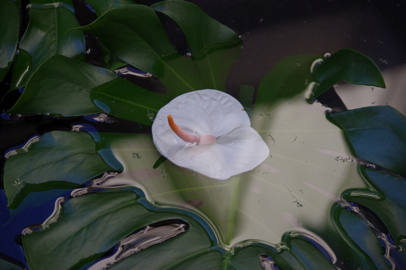 GA FLOWERS