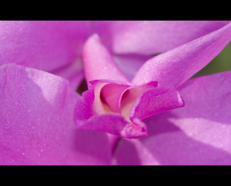 orchidea