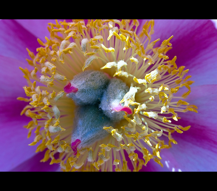 peonia