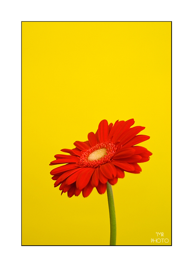 rosso sul giallo