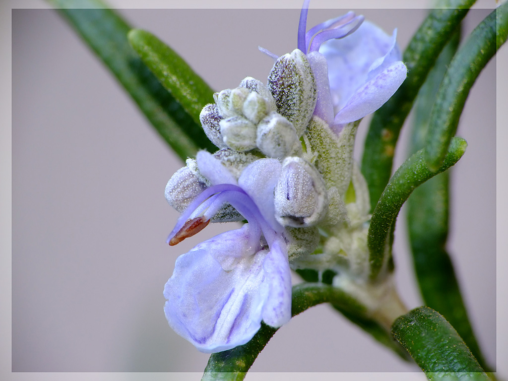 Fiore rosmarino 2