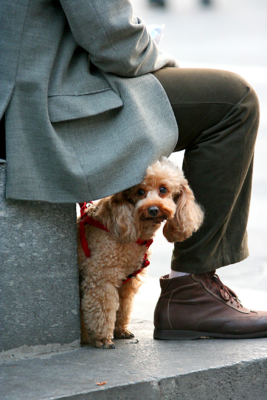 Cane & Padrone