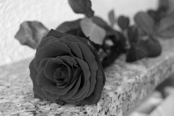 Rosa