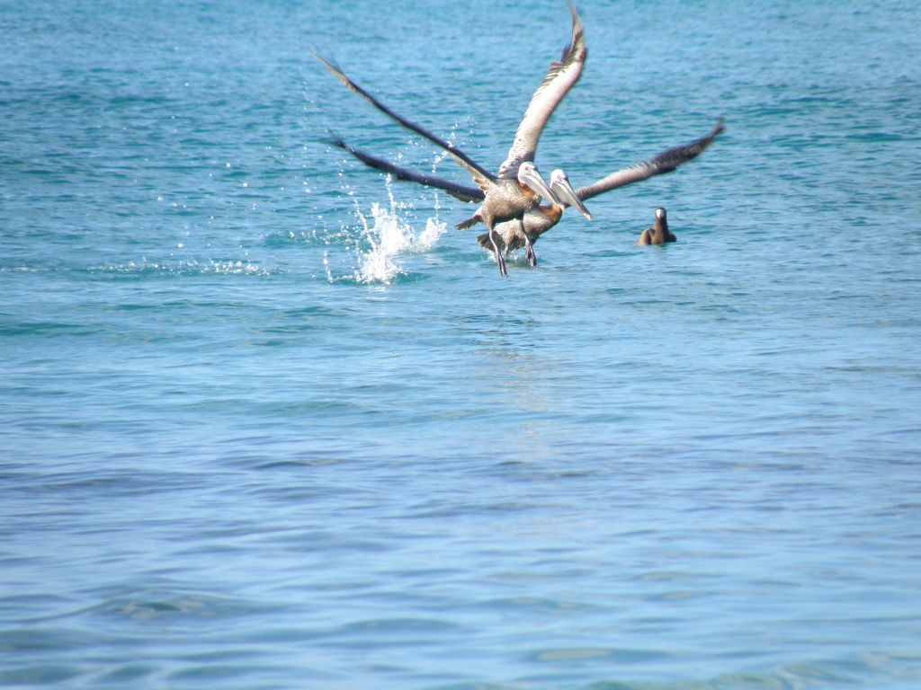 Pellicani