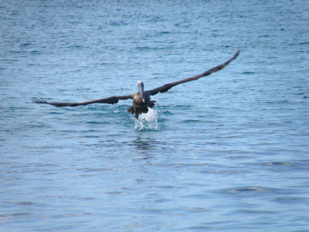 Pellicano