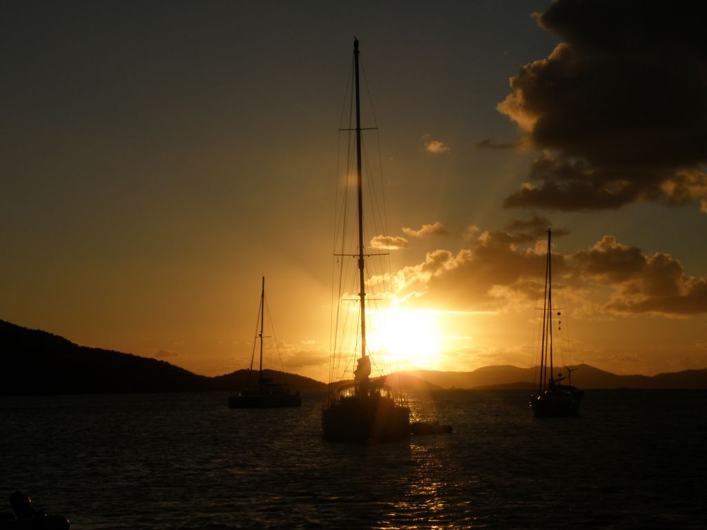 Alberi al tramonto
