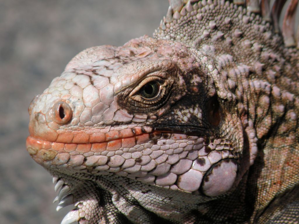 Iguana truccato?
