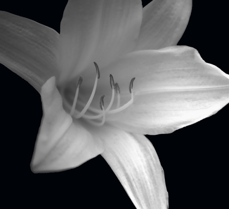FIORE