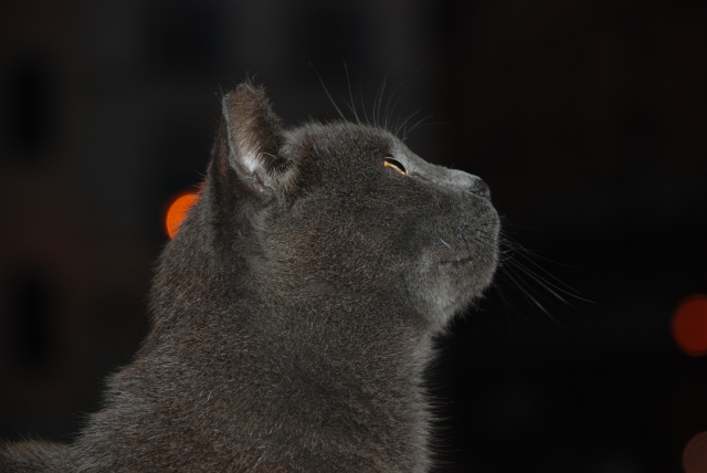 Gatto che osserva il men....