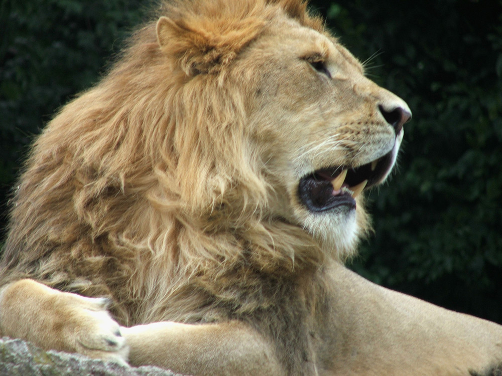 leone
