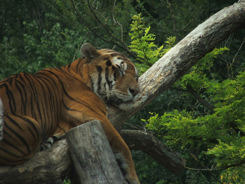 tigre