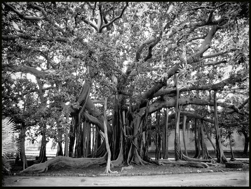 Ficus