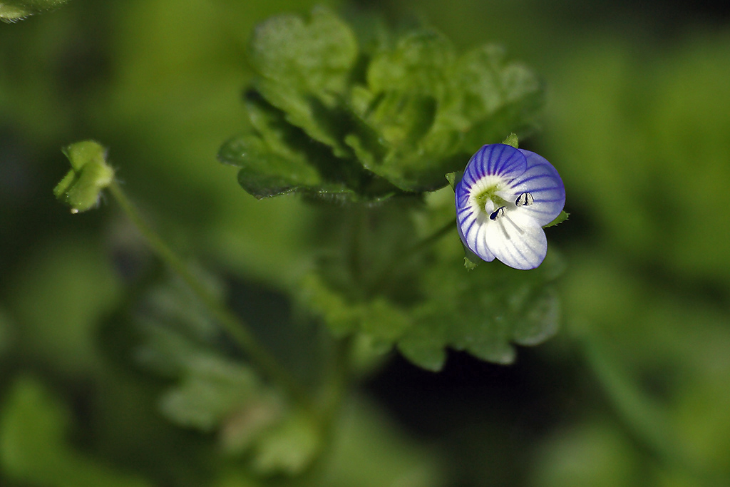 Fiore 2