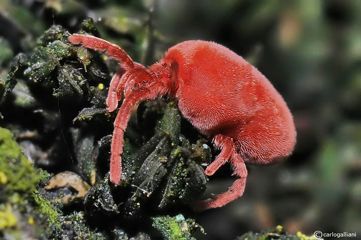 Microcosmo (visti da molto vicino) (di Remex)