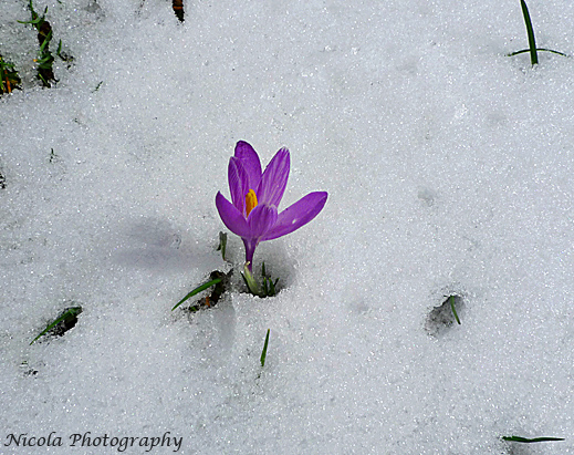 Sar l'inizio della primavera?