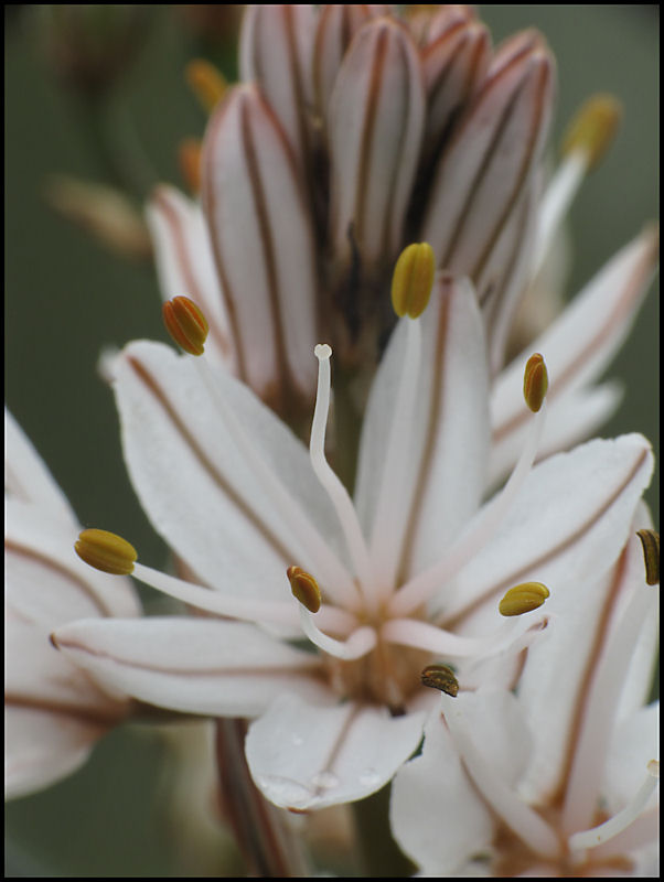 fiore san giovanni....