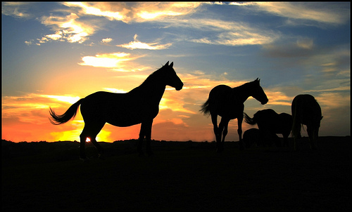 OMBRE EQUIDI