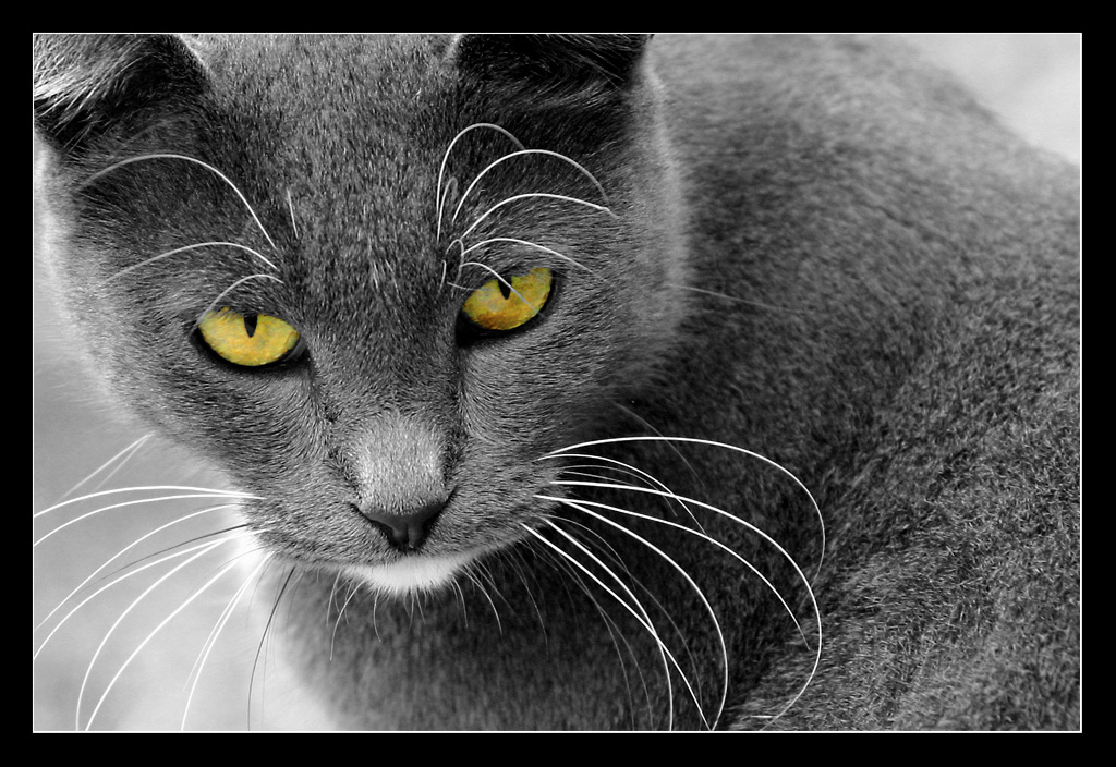 occhi di gatto