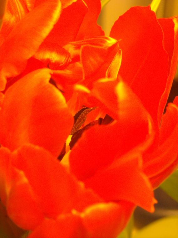 tulipano