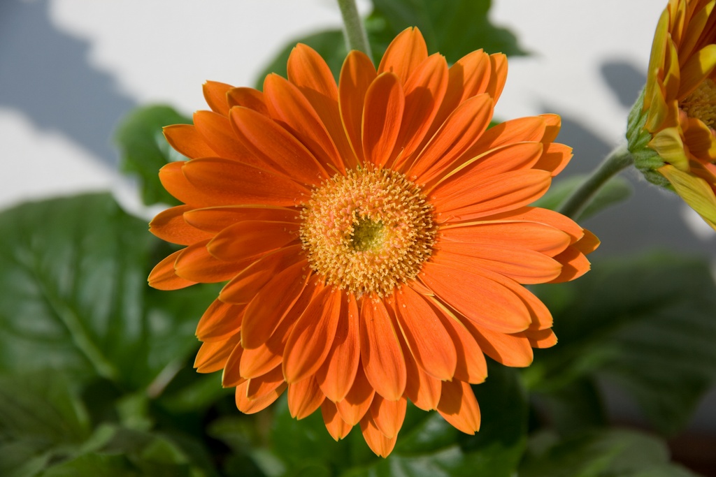 Prove di macro