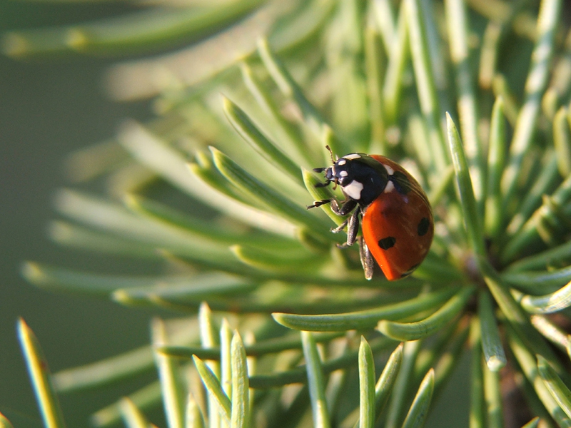 coccinella