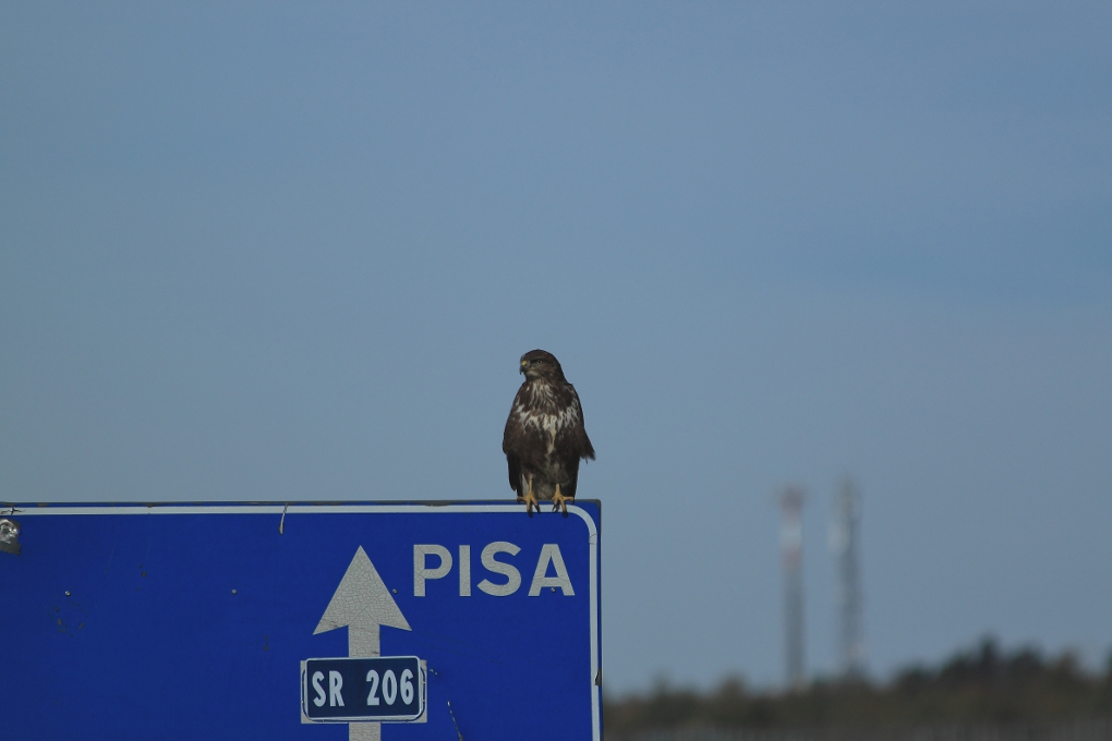 Falco Pisano