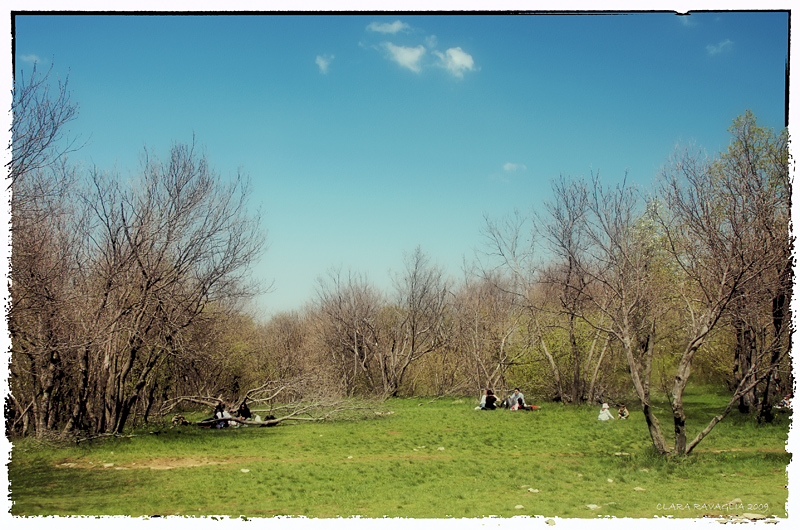 Polaroid-picnic...
