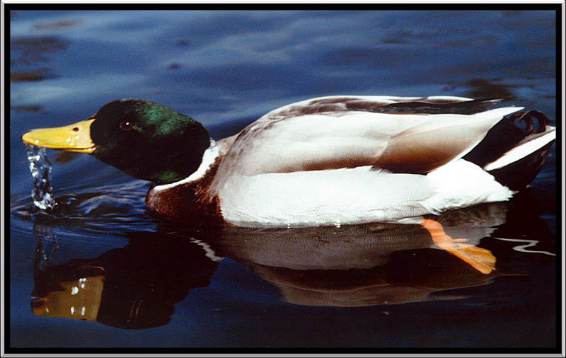 natura1