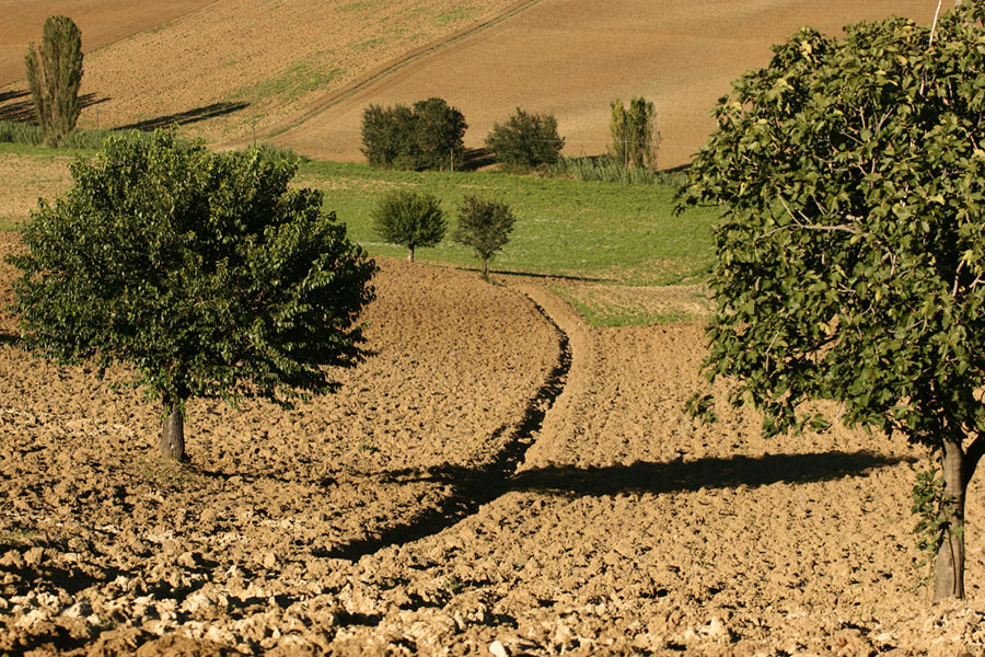 Campo