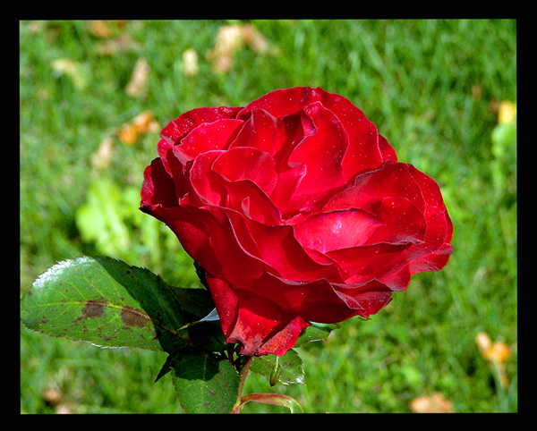 Rosa rasae rosarum