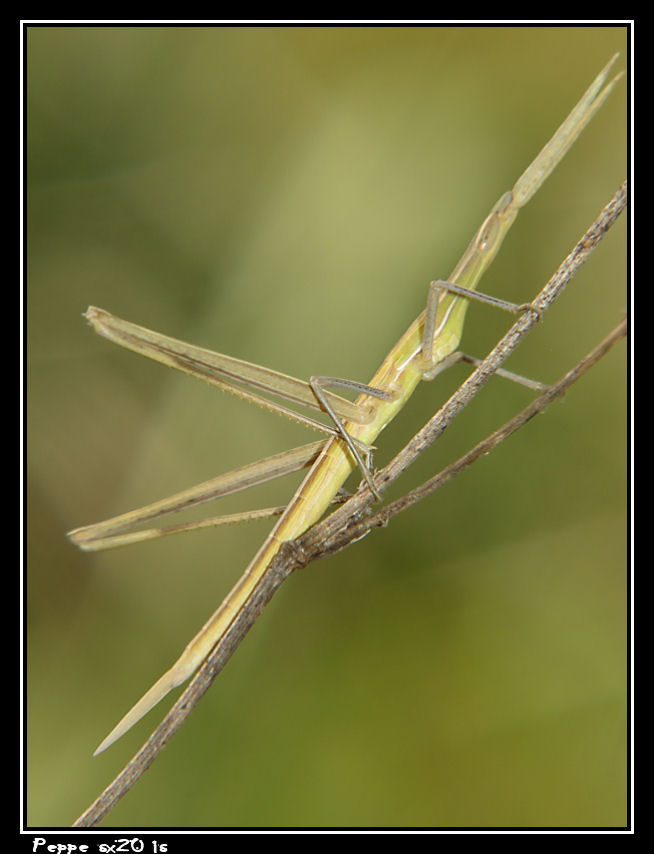 Acrida ungarica mediterranea