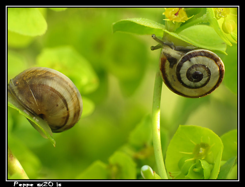 picnik...