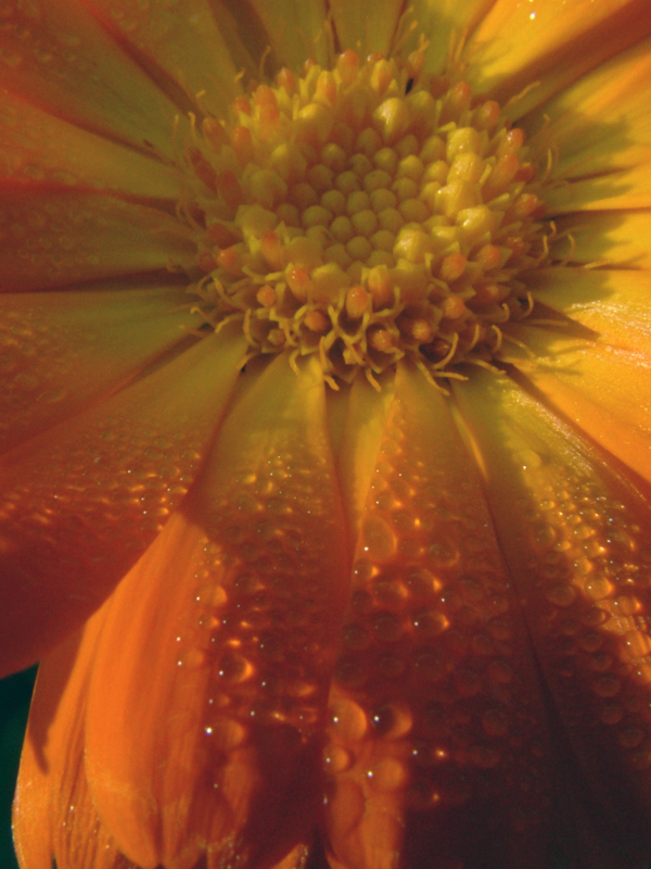 Fiore