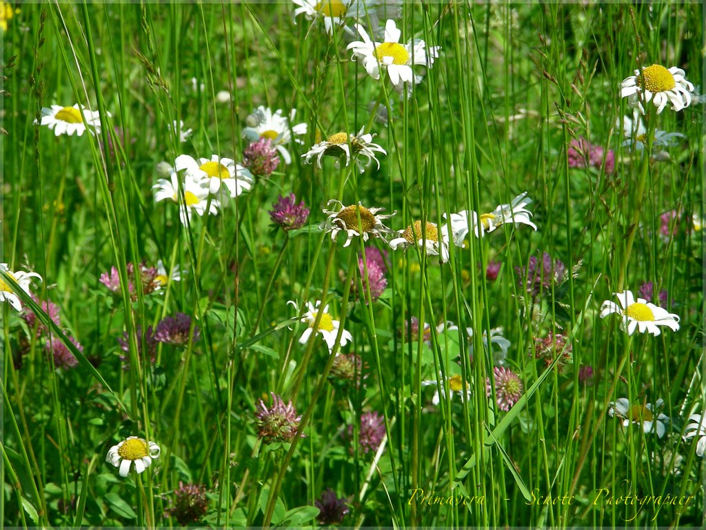Primavera 2010