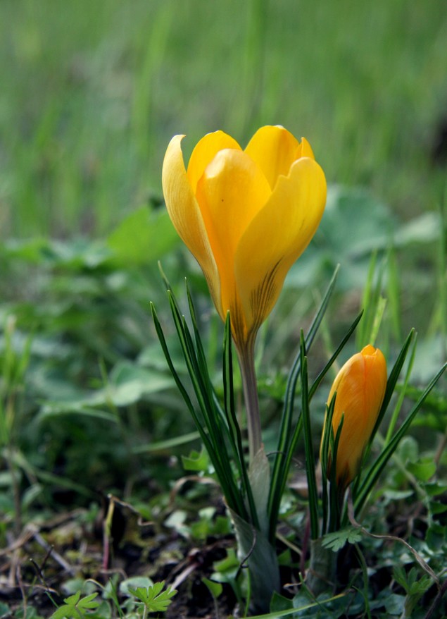 crocus... giallus?