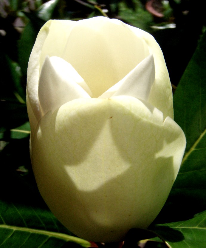 magnolia : fiore