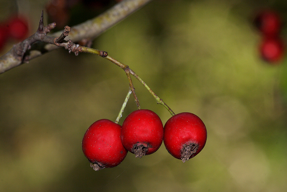 Tre rosso