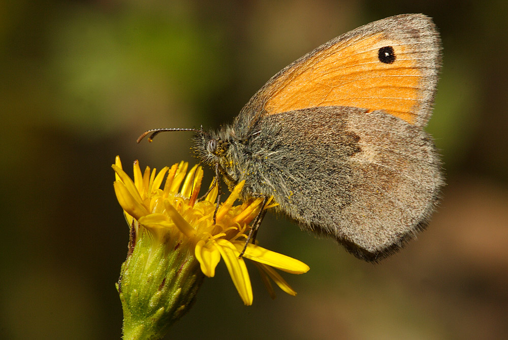 Farfalla