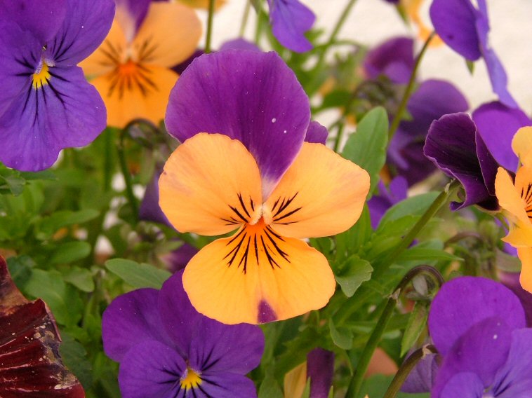 fiore2