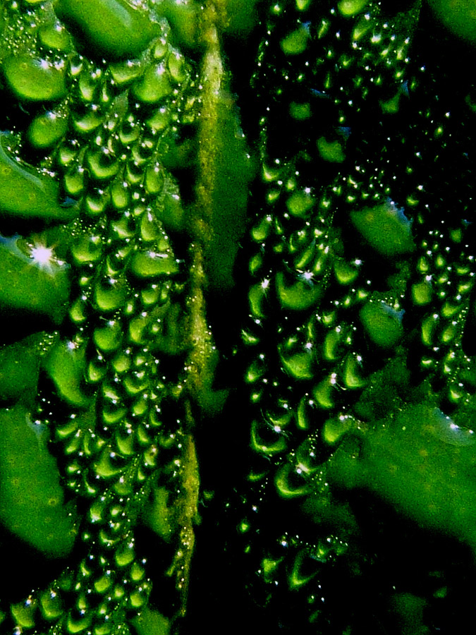 droplets