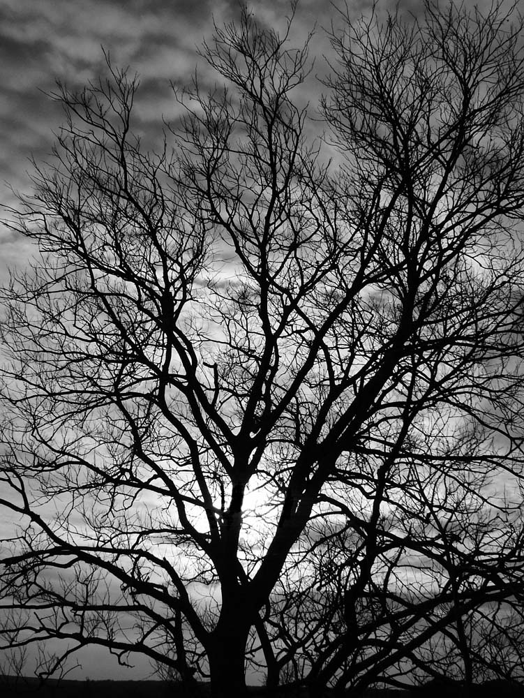 tree
