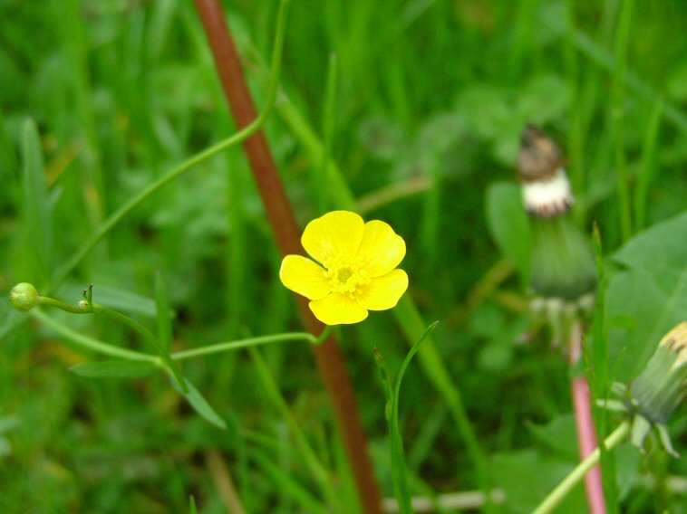 Fiore3