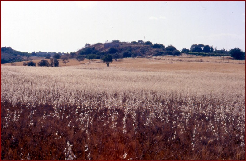 grano