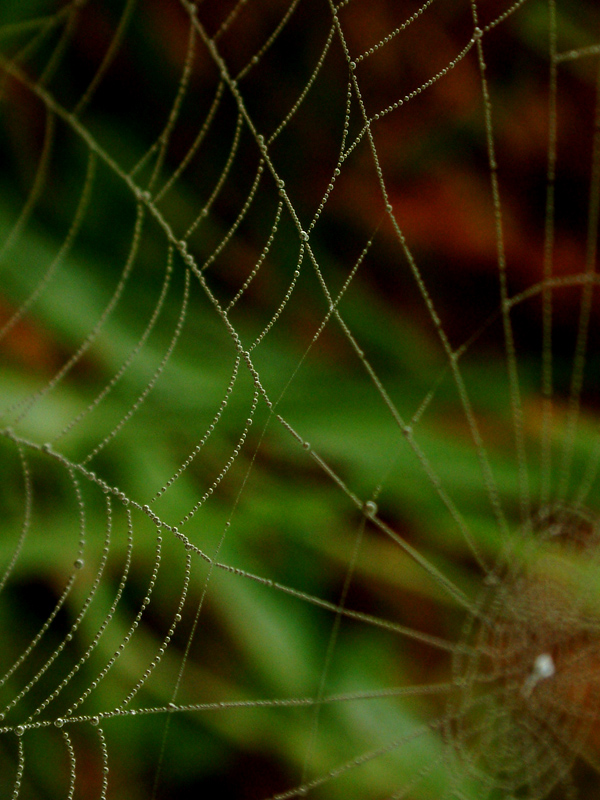 spiders web