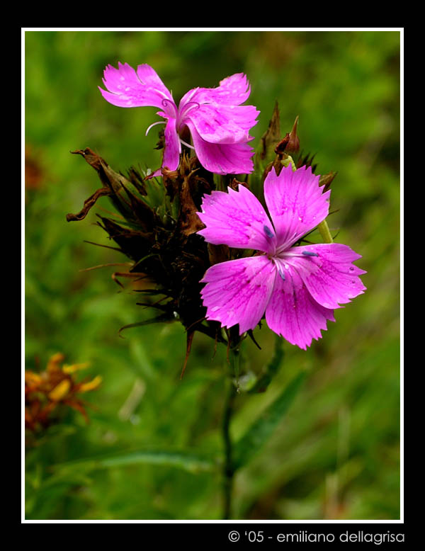 Fiorellino rosa