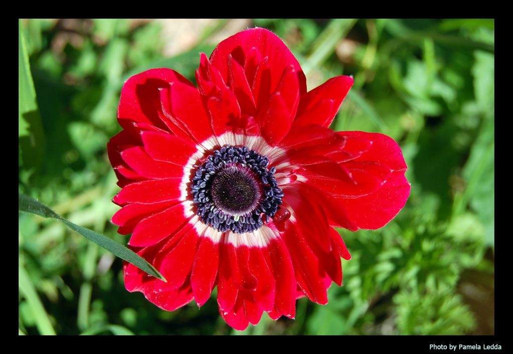 Fiore rosso...