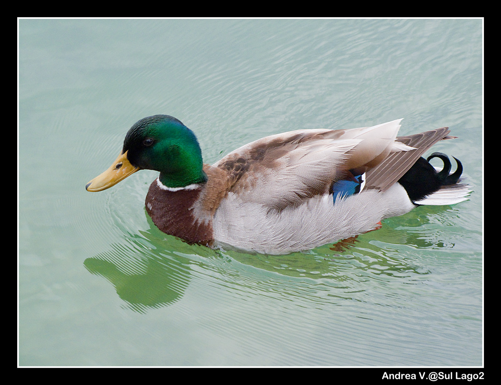 Sul Lago2